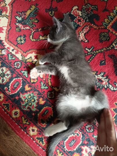 Котенок котик в добрые руки