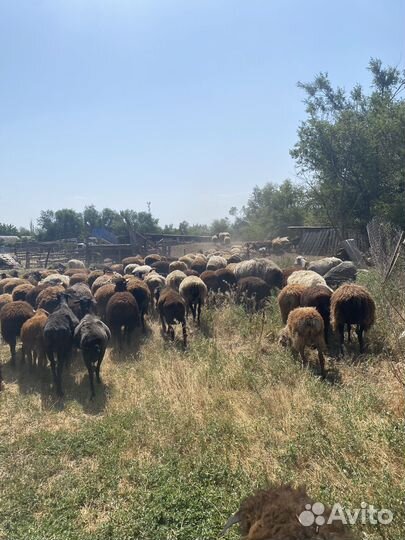 Баранчики и ярки