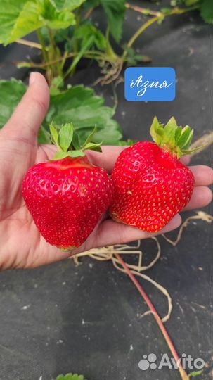 Саженцы клубники Альба, Азия