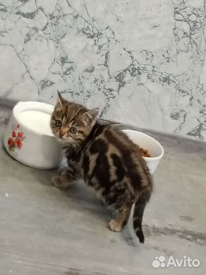 Бенгальские катята