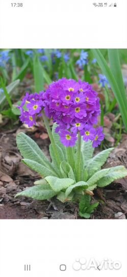 Цветы садовые.Примула,ландыш,сентябрины