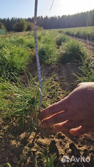 Саженцы ели европейской окс