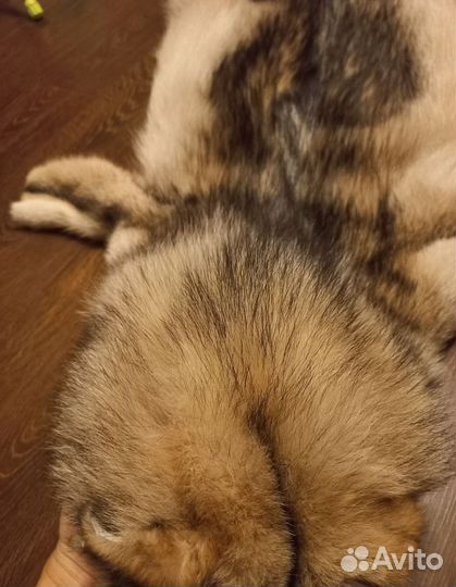 Шкура волка