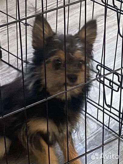 Метис в добрые руки