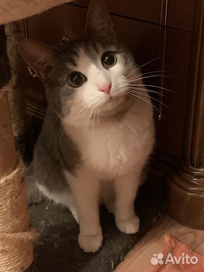 Спасите Виолу