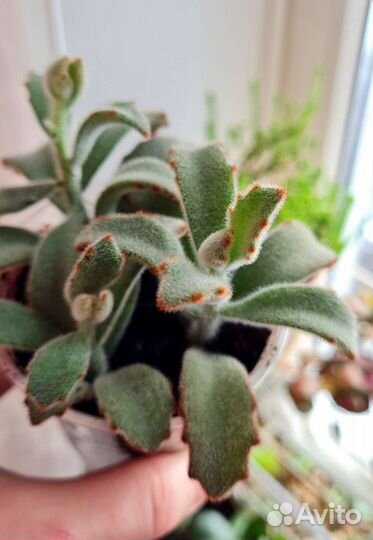Каланхоэ томентоза суккулент