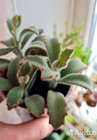 Каланхоэ томентоза суккулент