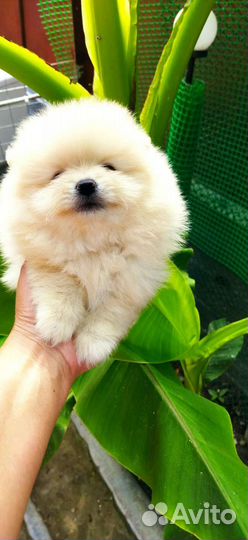 Померанский шпиц мини