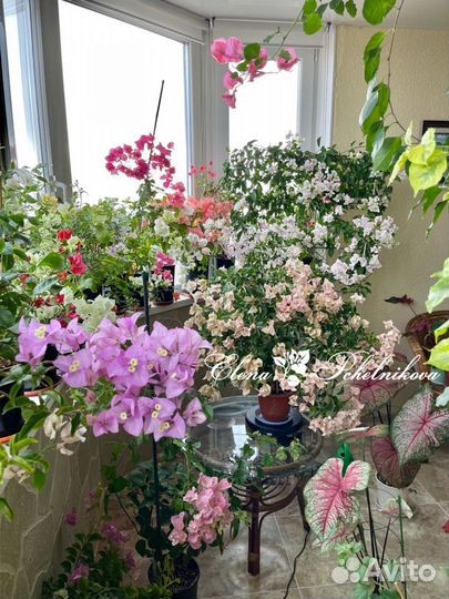 Бугенвиллия (бугенвиллея) укорененные черенки