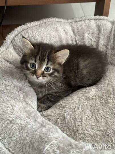 Котенок