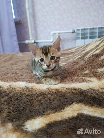 Бенгальские котята
