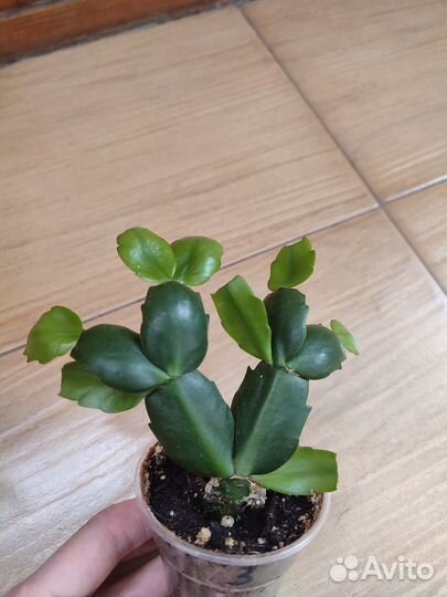 Декабрист шлюмбергера