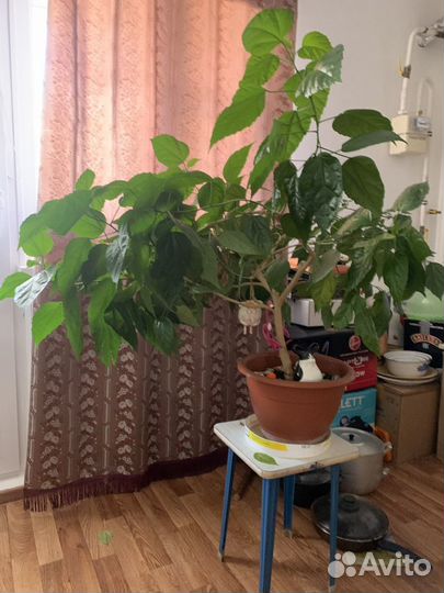 Китайская роза