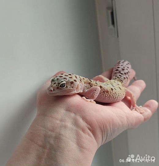 Леопардовый геккон, пятнистый эублефар, самка