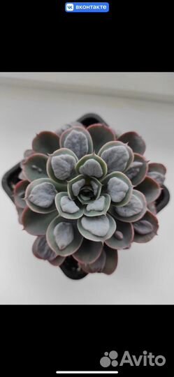 Суккуленты