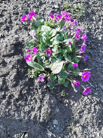 Продажа многолетников