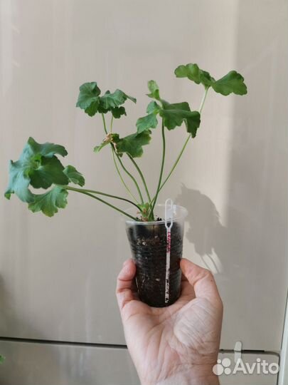 Пеларгония герань