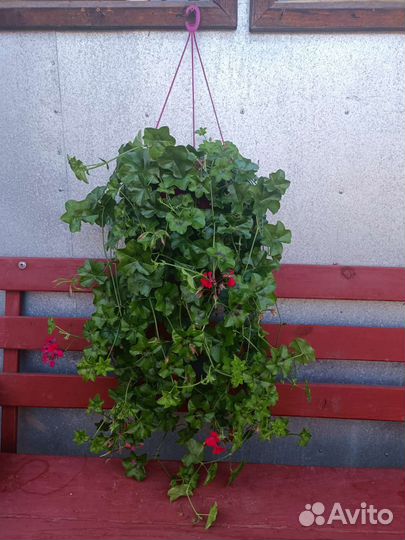 Цветы в кашпо