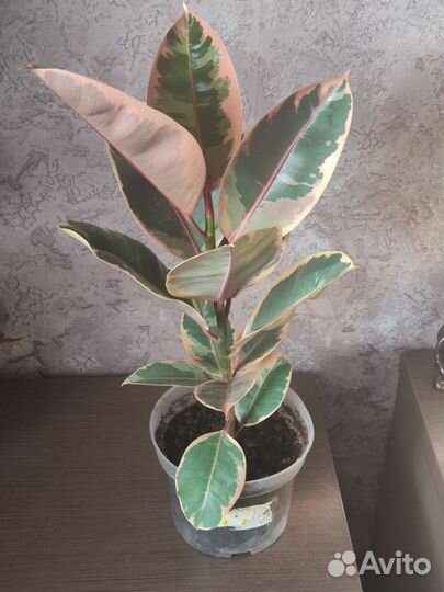 Фикус эластика Белиз 3-цветный