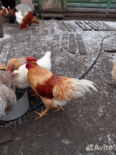 Петухи
