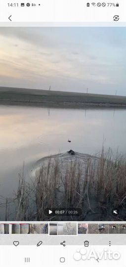 Собаки щенки