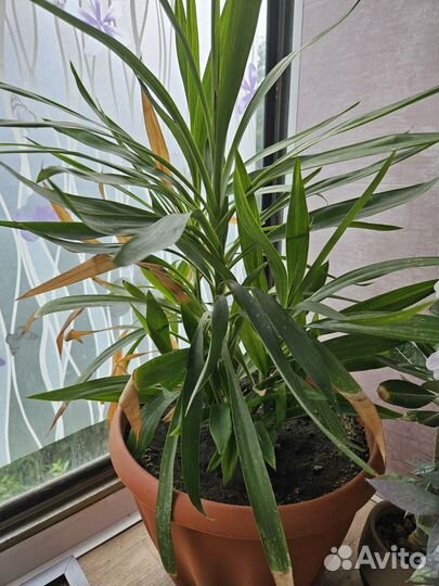 Кордилина Пальма