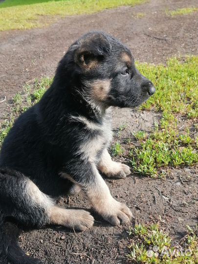Щенки немецкой овчарки