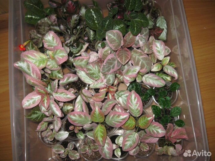 Акварельные эписции