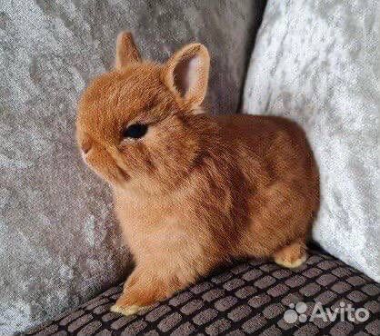 Карликовые Кролики Привитые и Приученные к Лотку