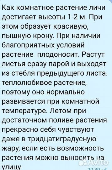 Саженцы Личи комнатной