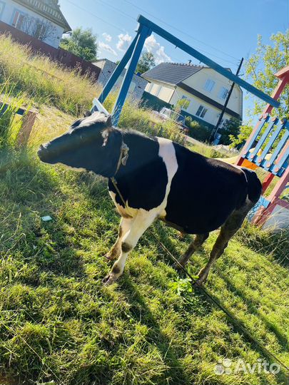 Бычки и быки