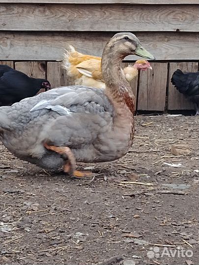 Руанская утка