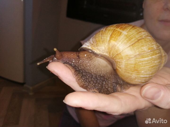 Улитки ахатины бесплатно