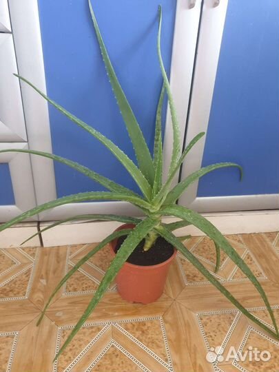 Алоэ и каланхоэ