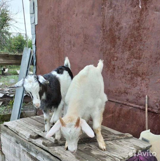 Продаются дойные козы