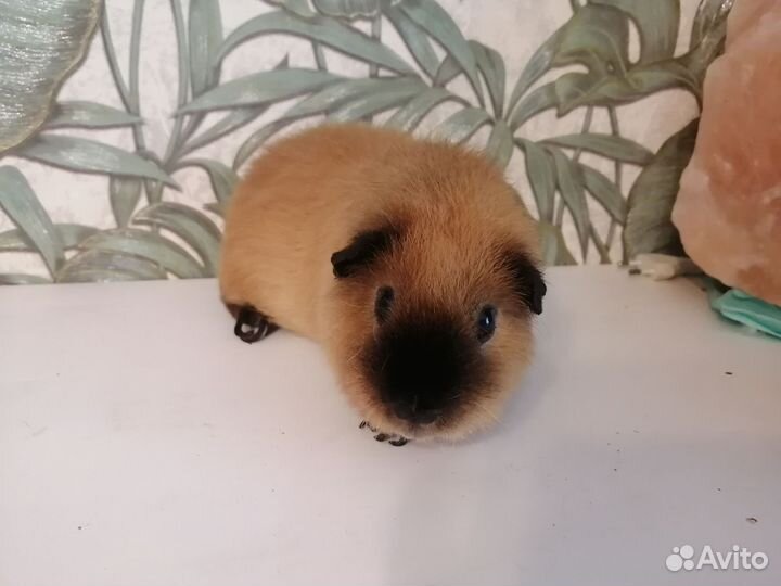 Продам морскую свинку самец