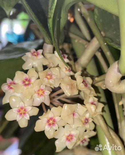 Хойя акута 673