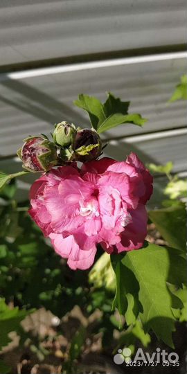 Гибискус махровый