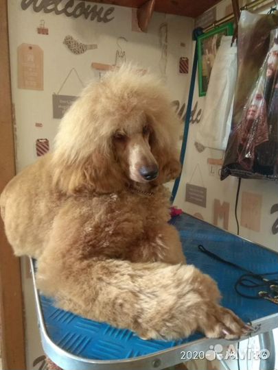 Пудель малый