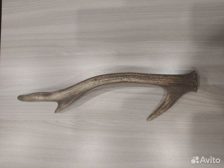 Предлагаю Рог