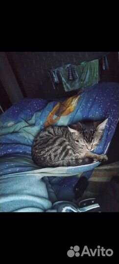 Отдам в хорошие руки