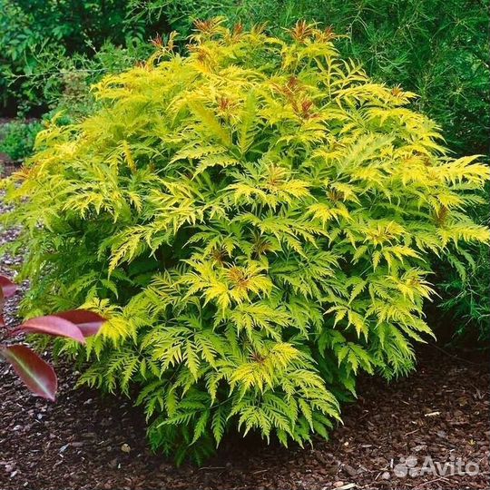 Садовые растения