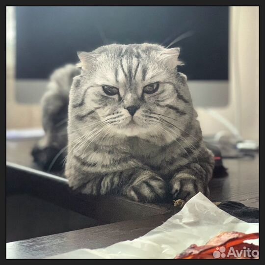 Зрелый и опытный кот на вязку