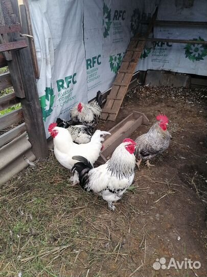 Петухи породистые