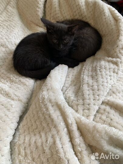 Котята черные