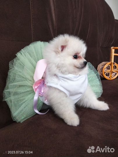 Померанский шпиц