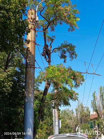 Расчистка участка, Спил деревьев Покос травы