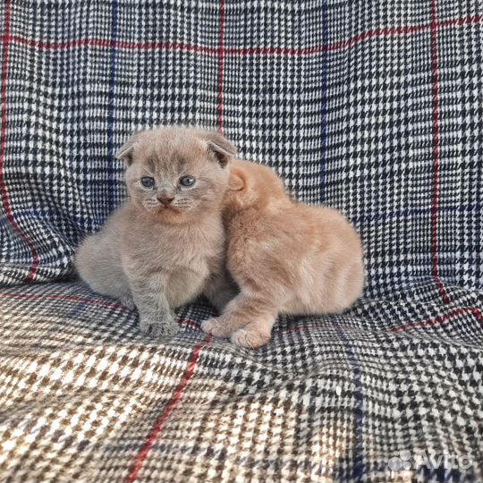 Шотландские малыши