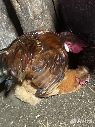 Красивенный петух