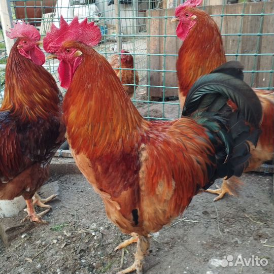 Молодые петухи